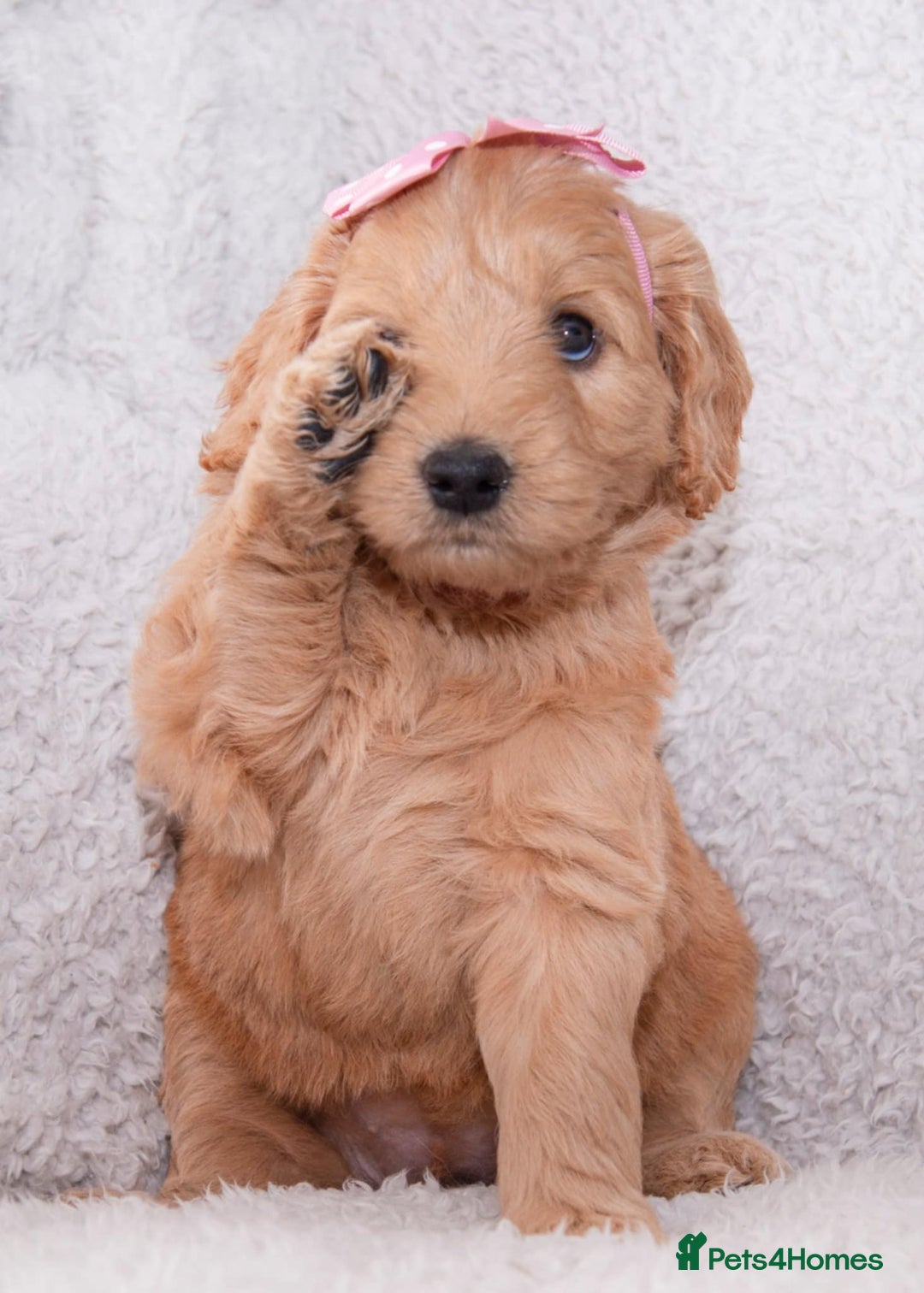 Goldendoodle dogs for sale: Beautiful Goldendoodle girl ready now!! - Image 3
