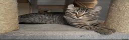 American Curl cats for sale: American curl tabby girl rare breed - Advert 7