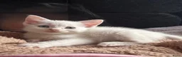 Mixed Breed cats for sale: Beautiful white Turkish angora mixed (female) - Advert 1