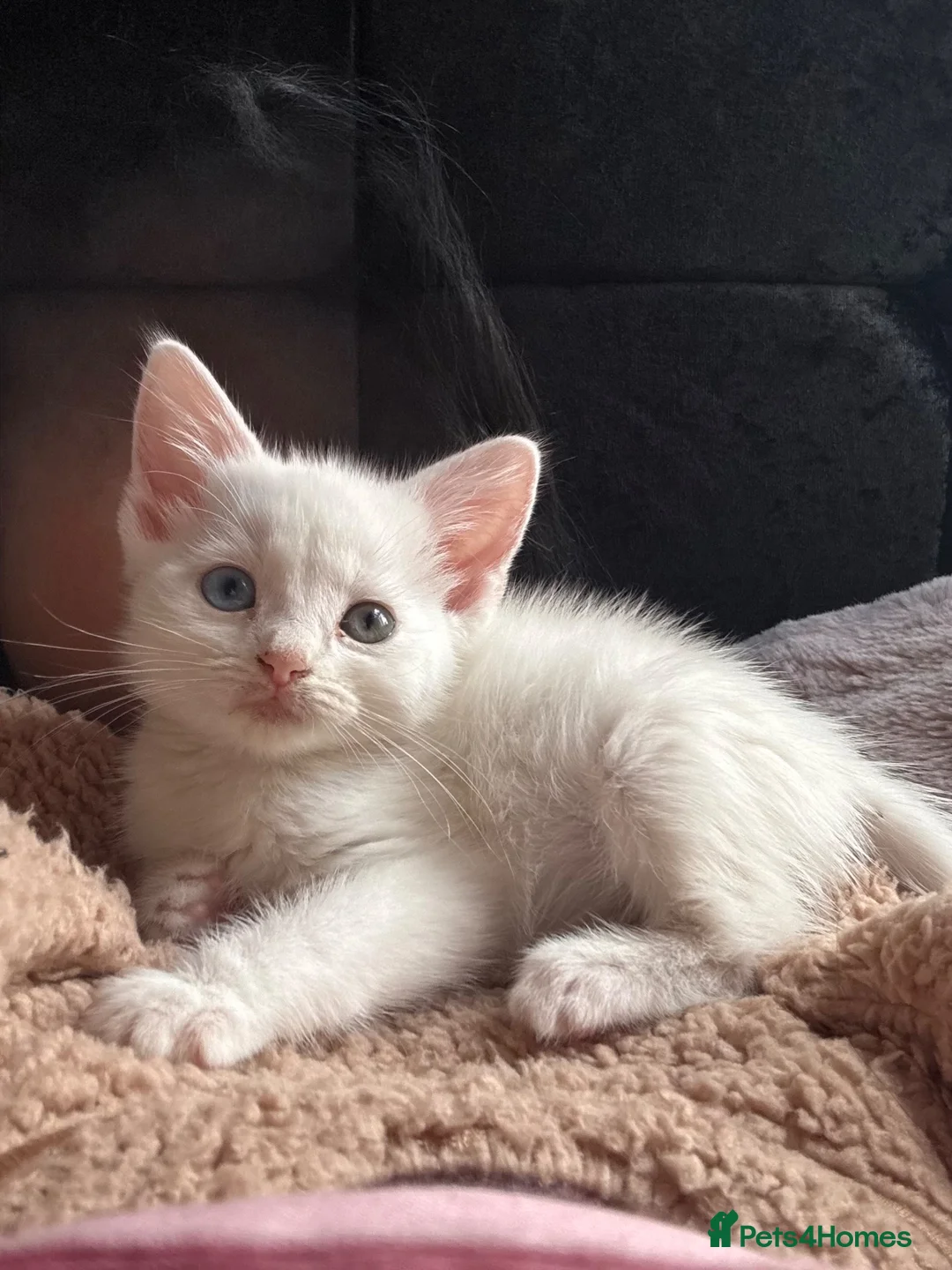 Mixed Breed cats for sale: Beautiful white Turkish angora mixed (female) - Advert 1