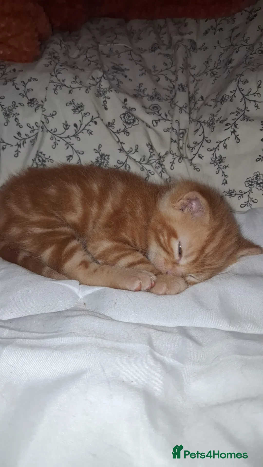 British Shorthair cats for sale: 3 adorable male kittens for sale - Advert 13