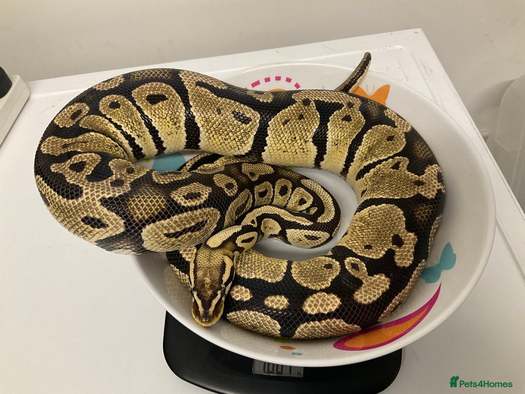 Python Snake reptiles for sale: Royal Pythons  - Image 5