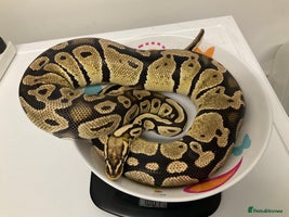 Python Snake reptiles - Advert 6