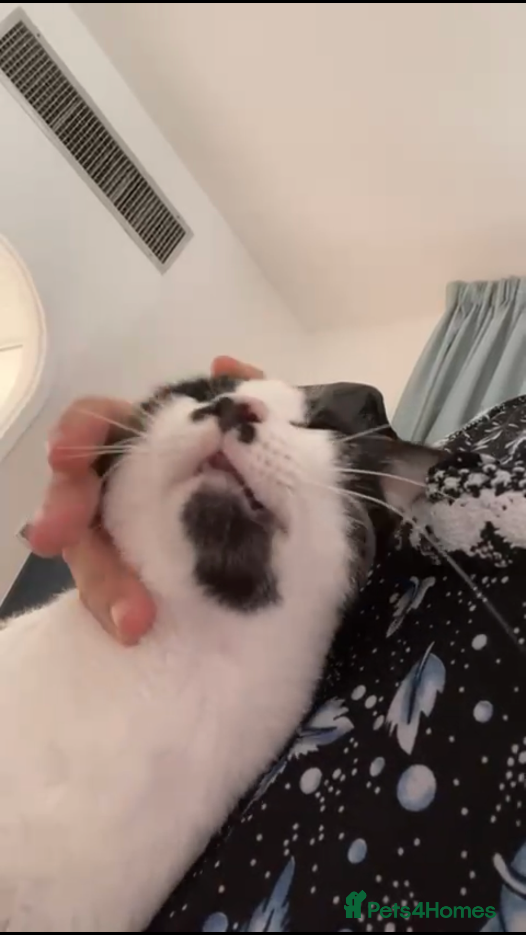 Mixed Breed cats for adoption: OSCAR - THE KISSER !!CANNOT HELP HIMSELF 2B CUDDLY - Image 3