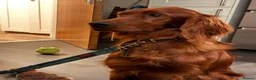 Irish Setter dogs for sale: Quality IRISH SETTER Puppies - Advert 20