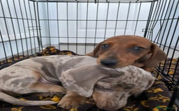 Miniature Dachshund dogs for sale: Miniature dachshund  - Image 3