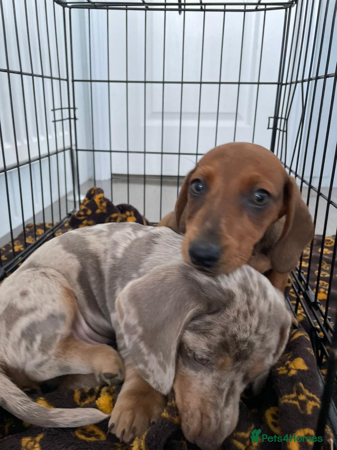 Miniature Dachshund dogs for sale: Miniature dachshund  - Image 3