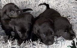 Labrador Retriever dogs for sale: Stunning Labrador KC Registered Puppies - Image 5