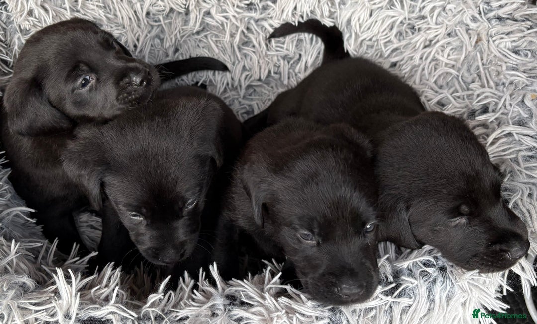 Labrador Retriever dogs for sale: Stunning Labrador KC Registered Puppies - Image 5