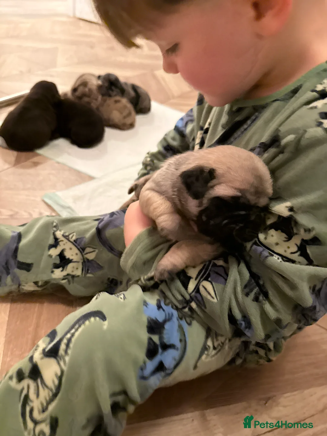 Pug dogs for sale: Merle pugs  - Advert 10