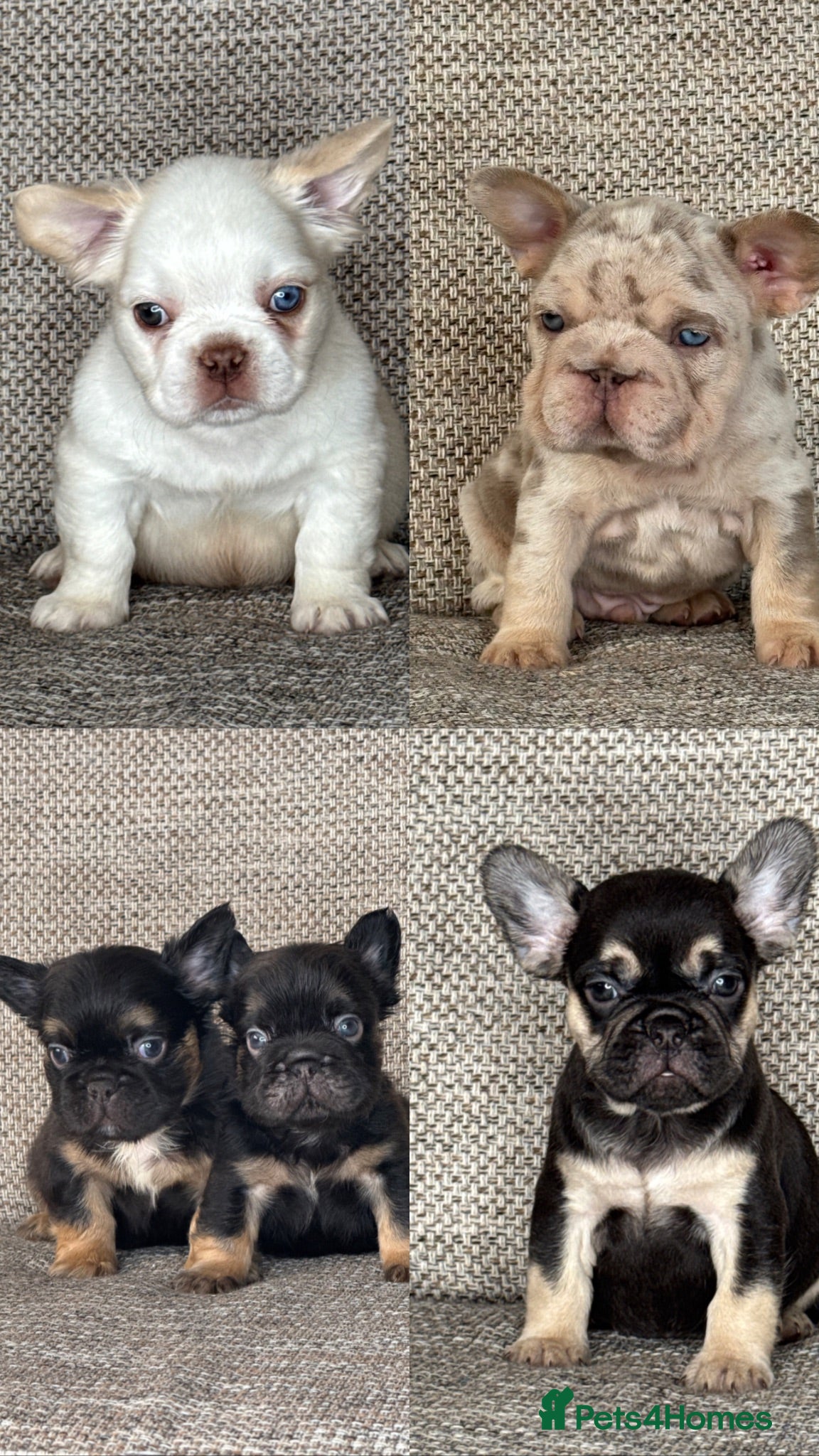 French Bulldog dogs Unique French bulldog pups 6 weeks old  - Advert 1