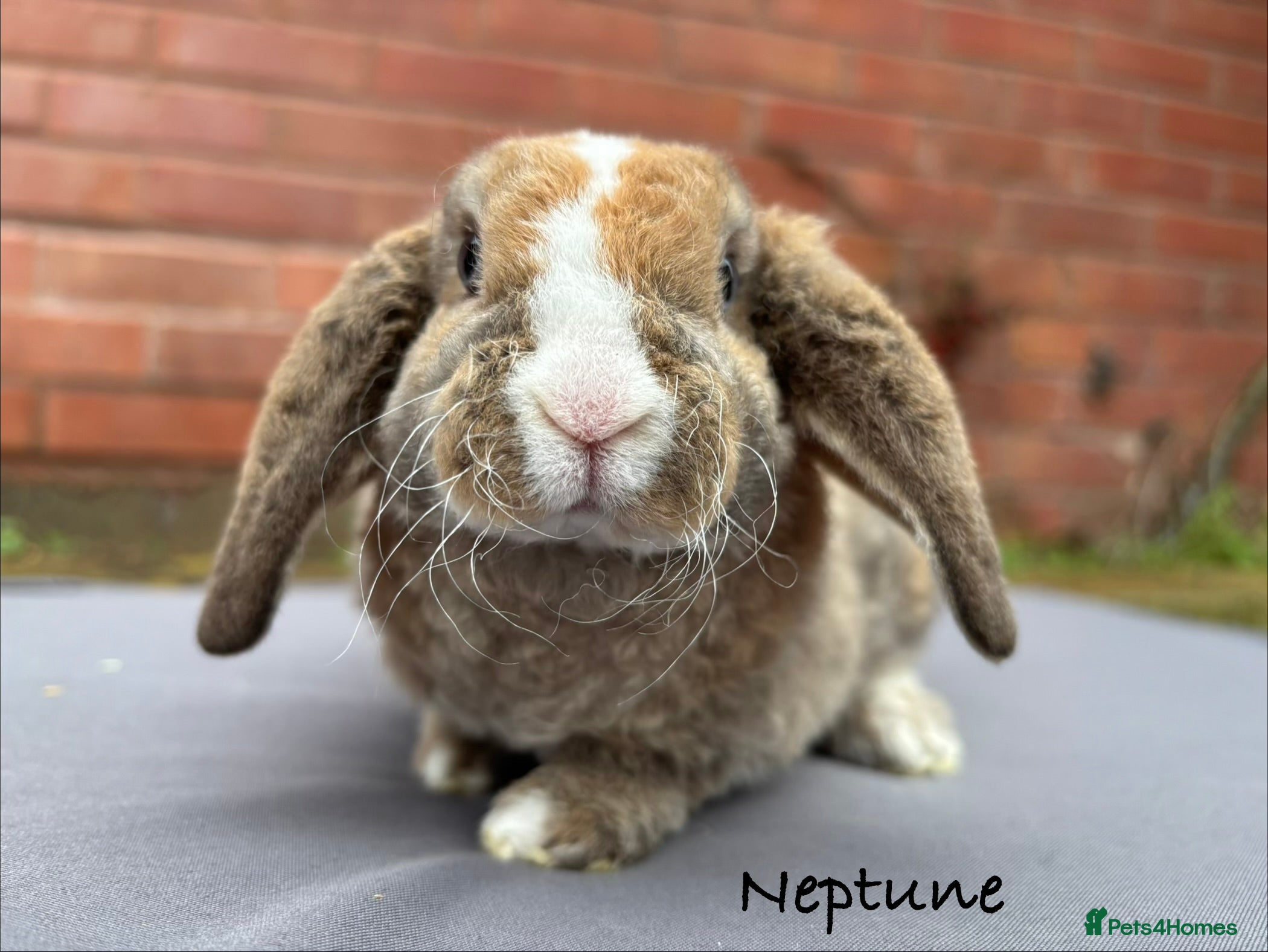Mini Lop rabbits Pure Bred Mini Plush Lop - Advert 2