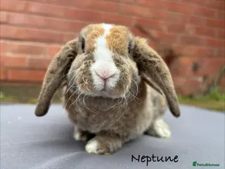 Mini Lop rabbits Pure Bred Mini Plush Lop - Advert 2