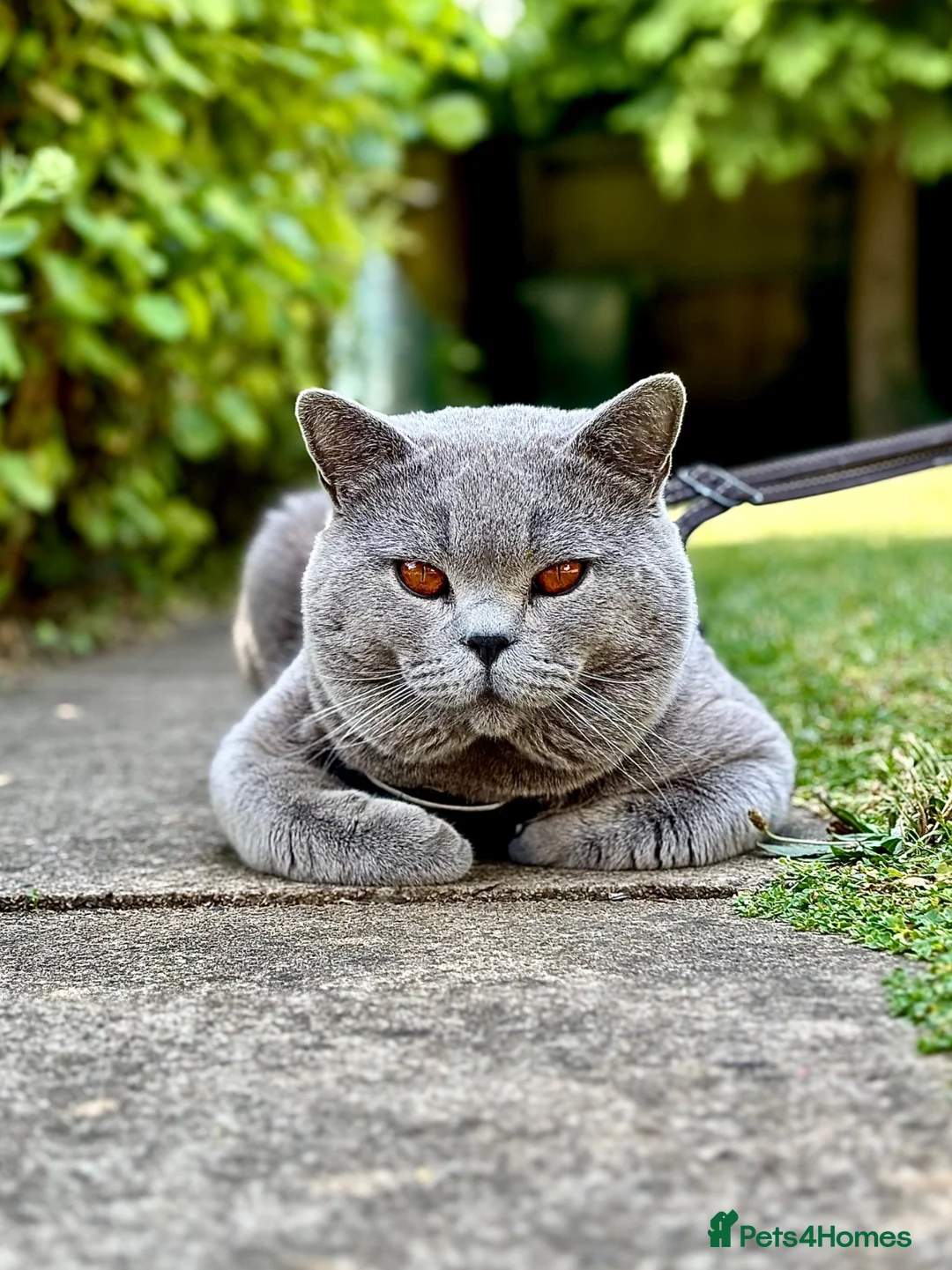 British Shorthair cats for stud: BritishShorthairBlue GCCF proven stud for mating - Advert 2