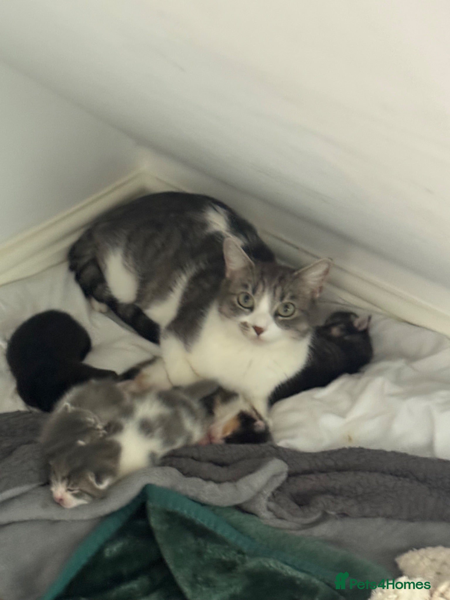 Norwegian Forest Cat cats 3 kittens - Advert 4