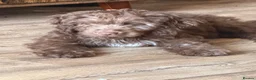 Cockapoo dogs for sale: Chocolate cockapoo in March - Advert 3