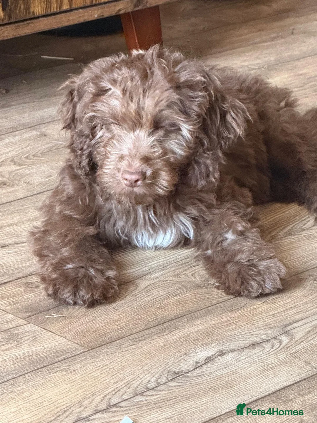 Cockapoo dogs for sale: Chocolate cockapoo in March - Advert 3