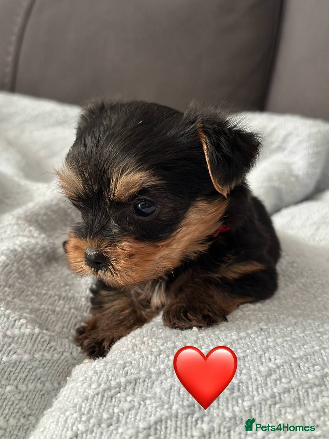 Yorkshire Terrier dogs for sale: Miniature Yorkie Puppies – Boy and Girl - Advert 13