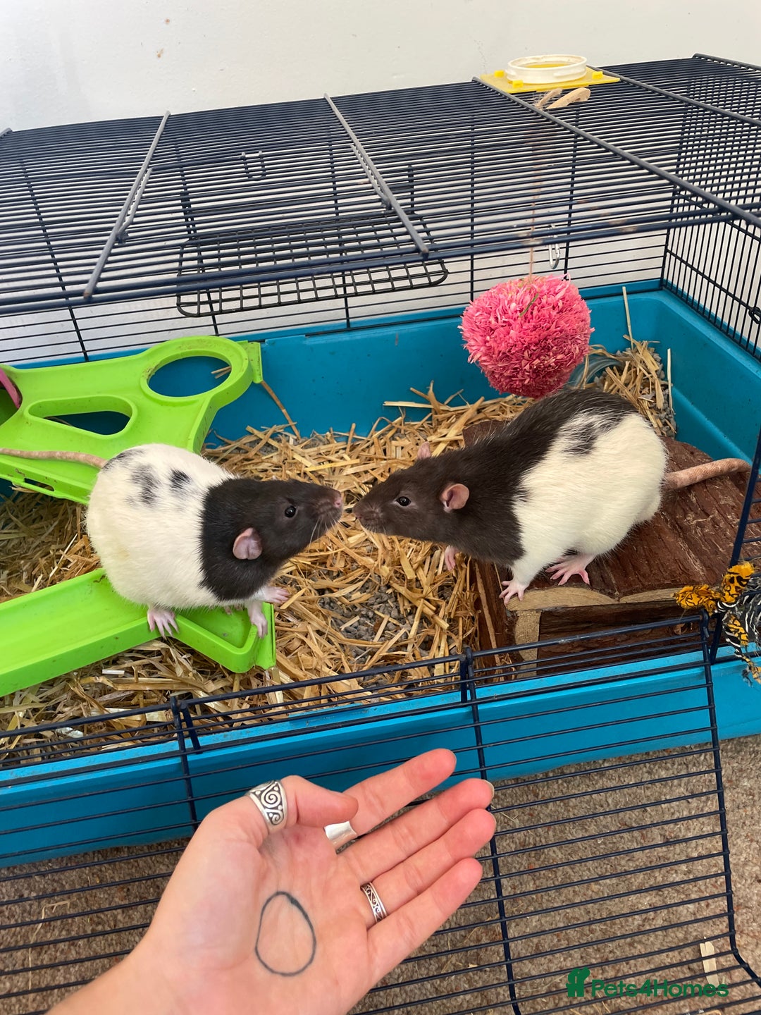 Rat rodents for sale: 2 male rats, friendly  - Image 6