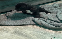 Mixed Breed dogs for sale: Chunky boys - Advert 8