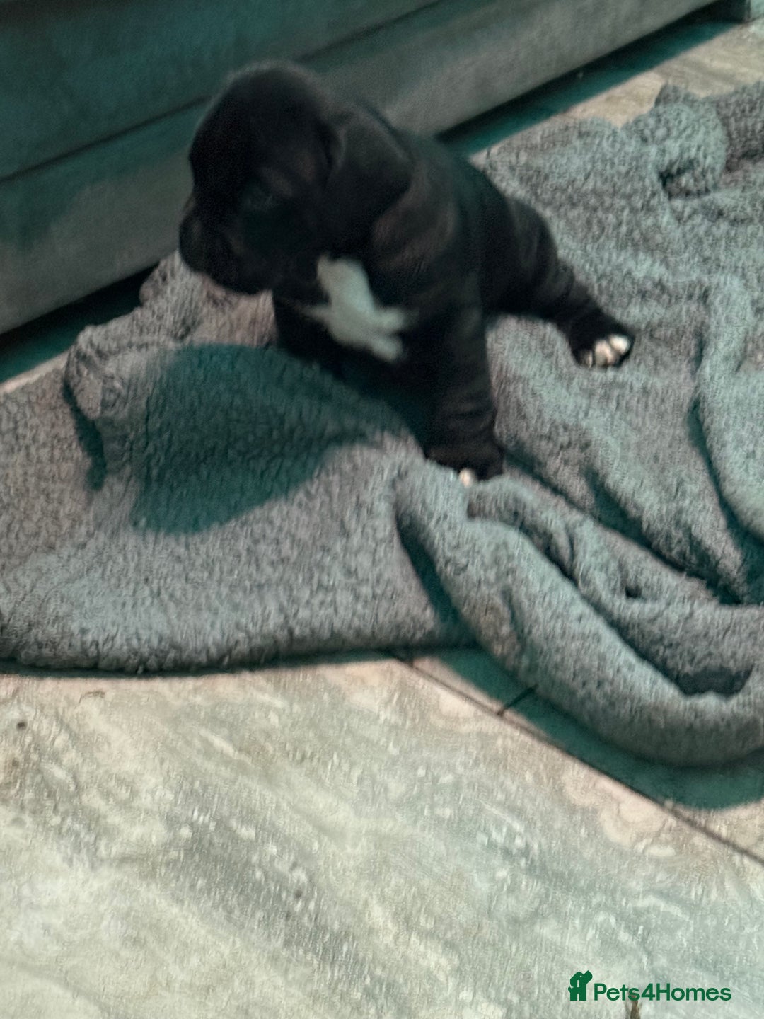 Mixed Breed dogs for sale: Chunky boys - Advert 8