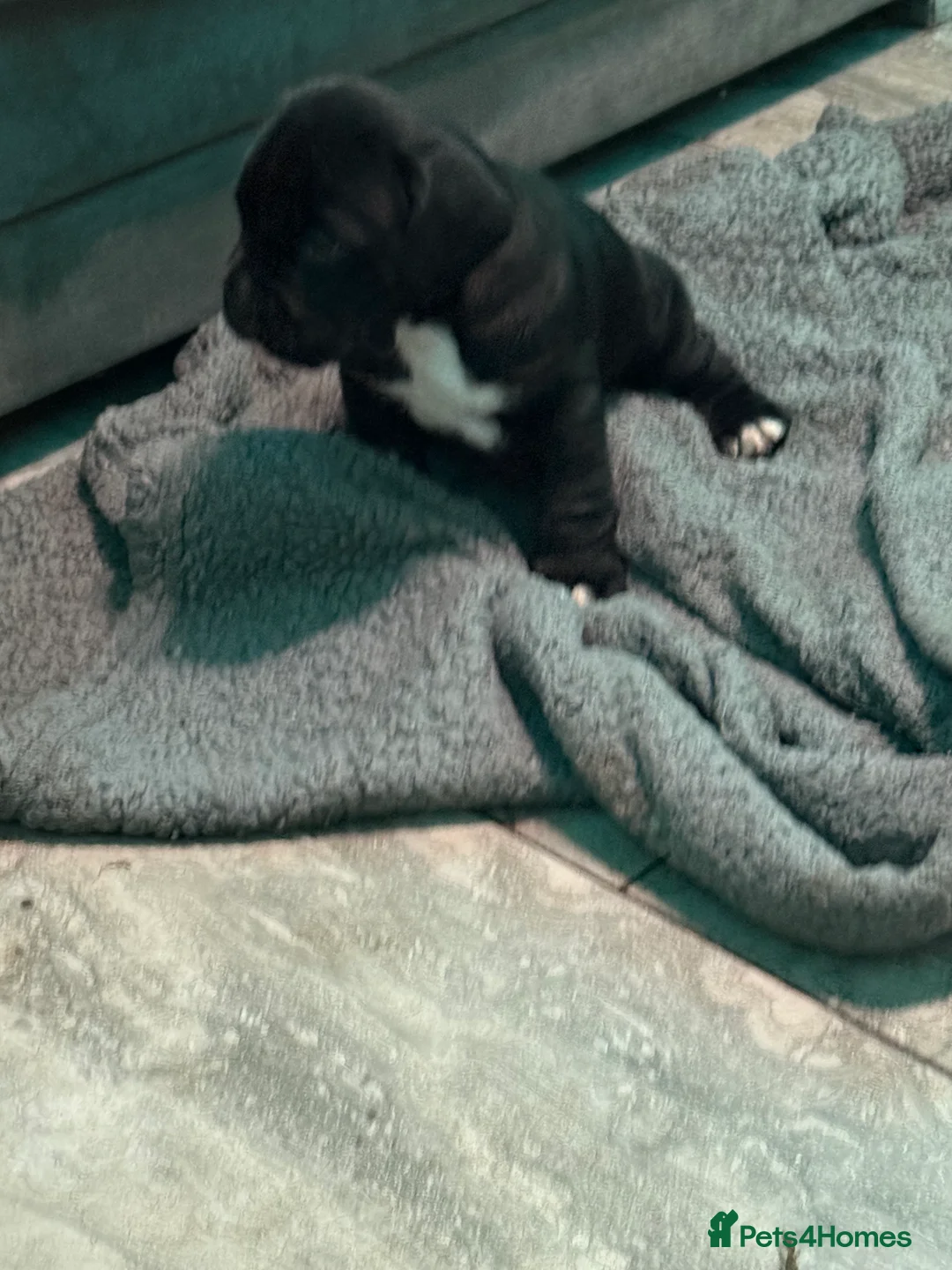 Mixed Breed dogs for sale: Chunky boys - Advert 8