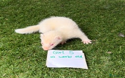 Ferret rodents for sale: Ready now Baby Micro ferrets - Image 9