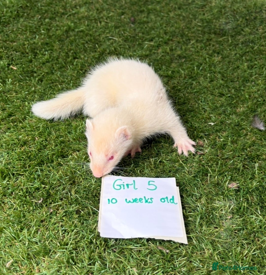 Ferret rodents for sale: Ready now Baby Micro ferrets - Image 9