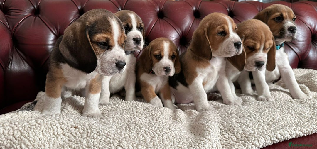 Beagle dogs for sale: Beagle Puppies - Image 3