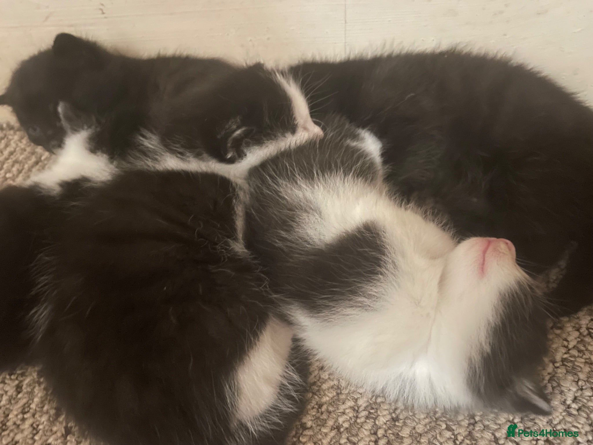 Domestic Shorthair cats Beautiful fluffy kittens  - Advert 5