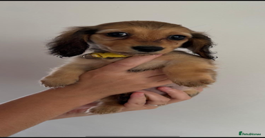 Miniature Dachshund dogs - Advert 6