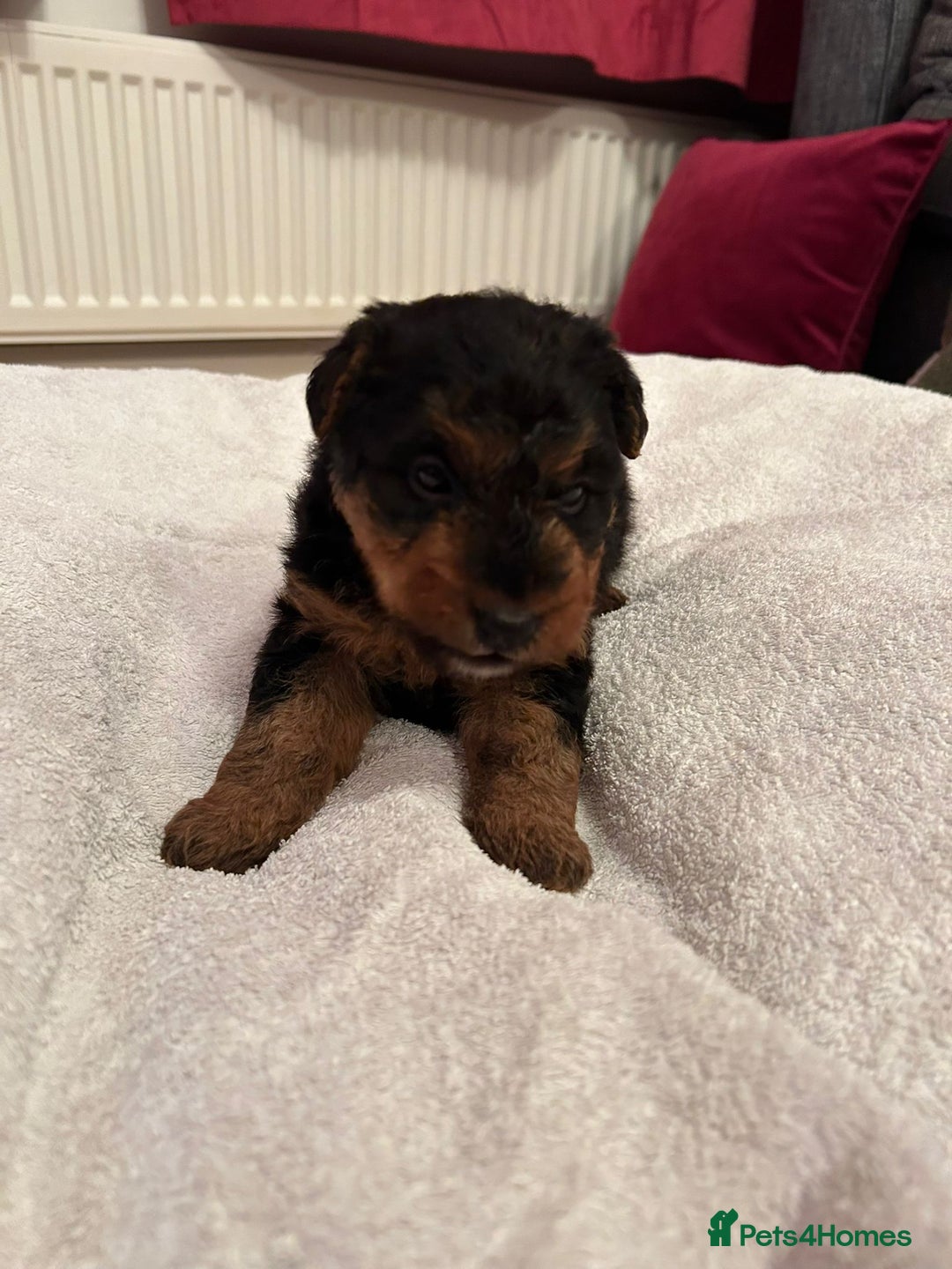 Welsh Terrier dogs for sale: Stunning Health Tested KC Reg Welshie Puppies - Advert 14