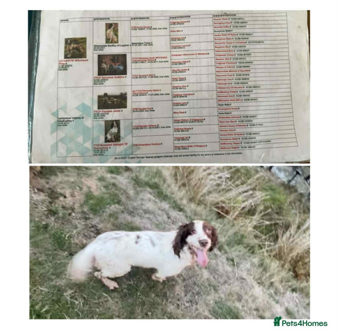 English Springer Spaniel dogs for sale: 2 male Working springer spaniels ready to leave! - Advert 7