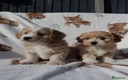 Maltipoo dogs for sale: Beautiful Maltipoo Babies - Image 10