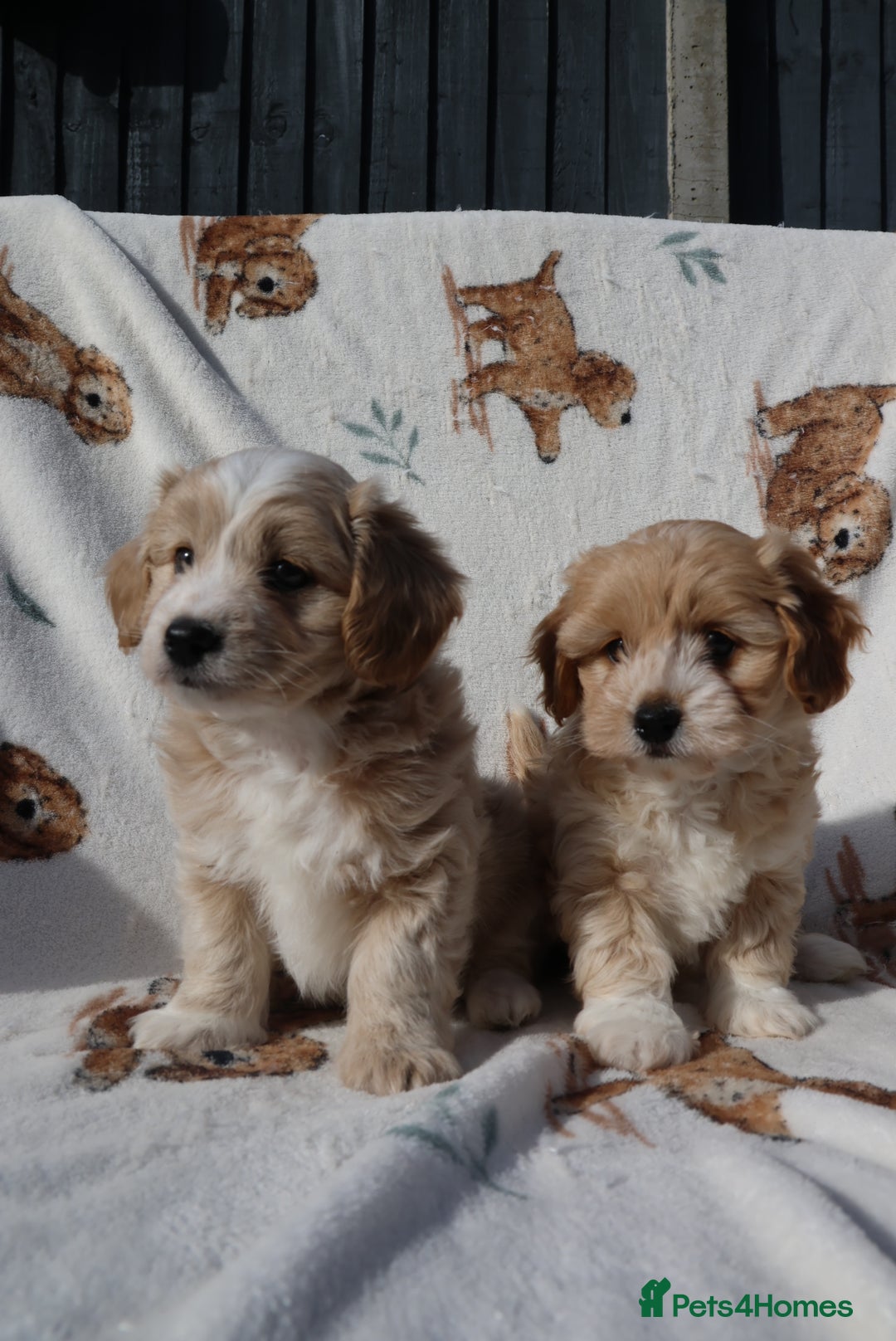 Maltipoo dogs for sale: Beautiful Maltipoo Babies - Image 10