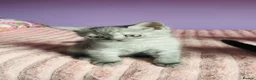 Scottish Fold cats for sale: Beautiful Scottish fold/straight kittens - Advert 8