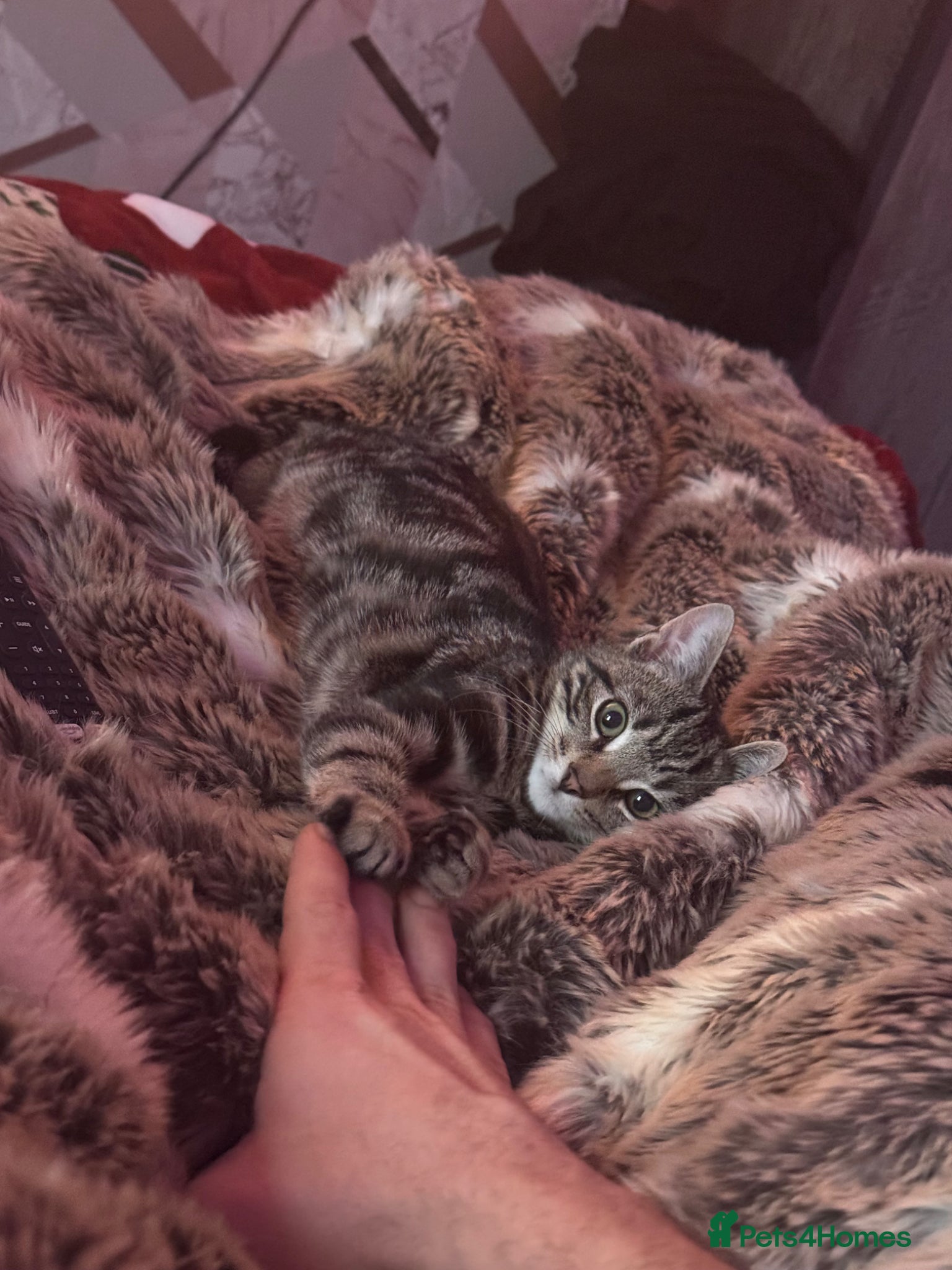 Bengal cats Full tabby male 5 month old kitten - Advert 4