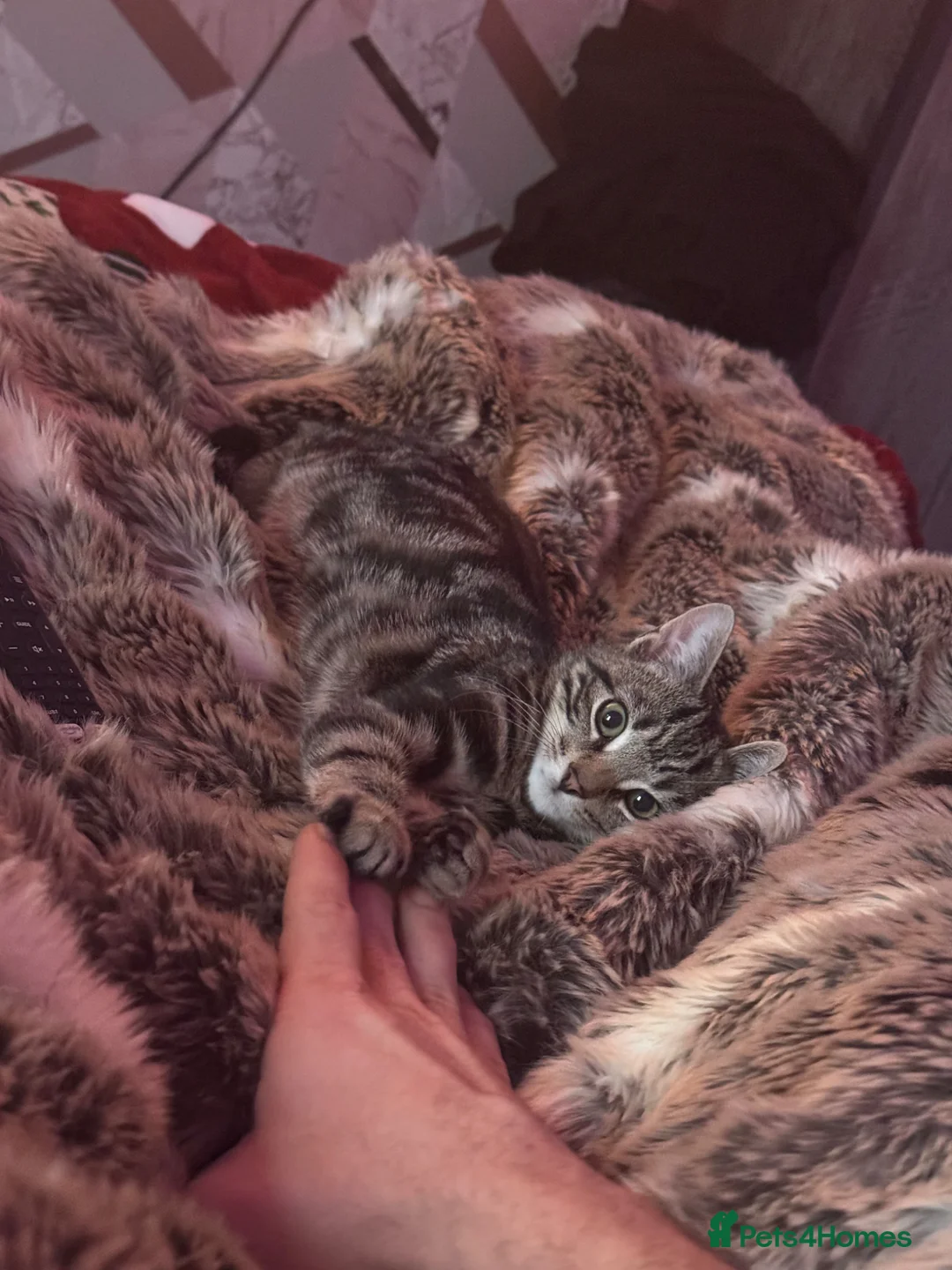 Bengal cats for sale: Full tabby male 5 month old kitten - Advert 1