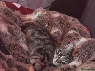 Bengal cats Full tabby male 5 month old kitten - Advert 4