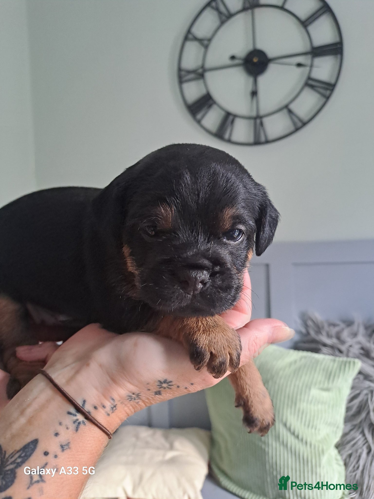 Border Terrier dogs for sale: BORDER TERRIER PUPPIES  - Advert 6