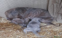 Whippet dogs for sale: Whippet pups  - Image 1