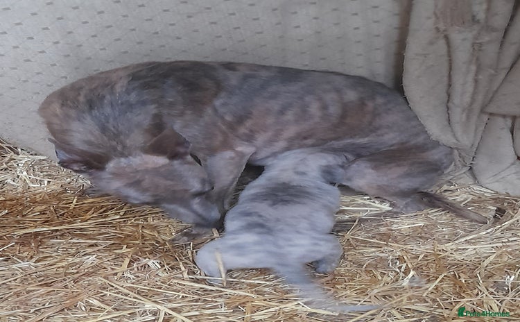 Whippet dogs - Advert 1