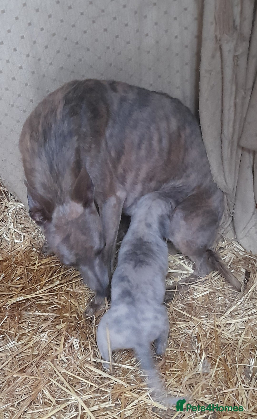 Whippet dogs for sale: Whippet pups  - Image 1