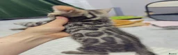 Bengal cats for sale: Bengal kittens🐆🐆🐆🐆 - Advert 4