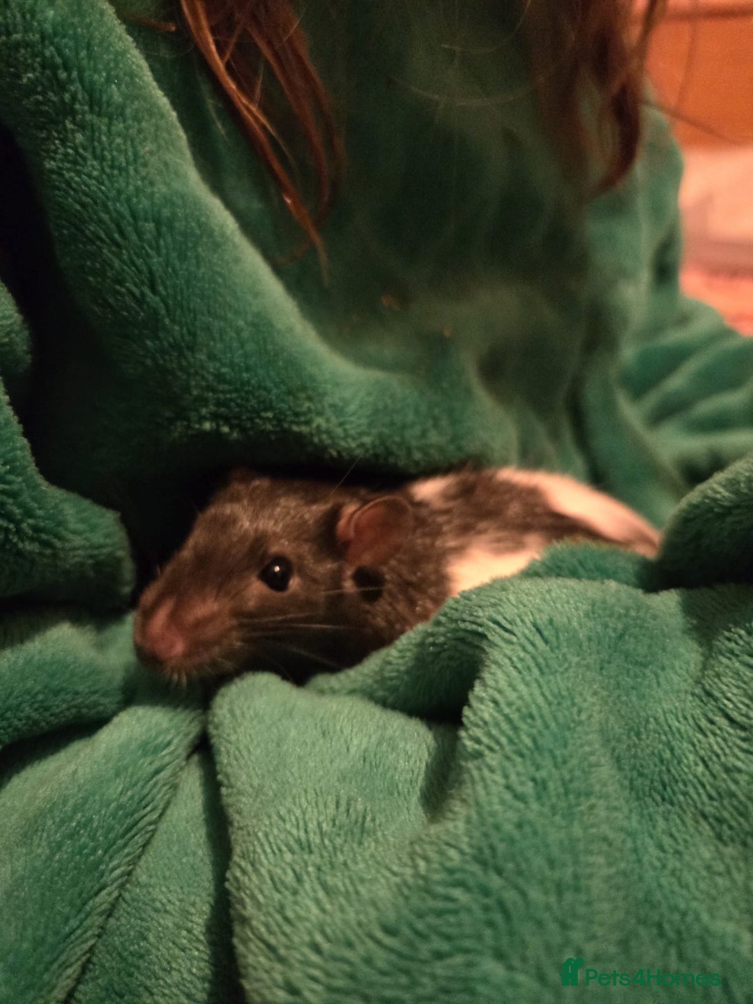 Rat rodents for sale: X3 male rats lovely boys 7 months old  - Image 3