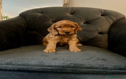 Cockapoo dogs for sale: F2 Cockapoo Puppies Ready for Forever Homes 🐶  - Image 8