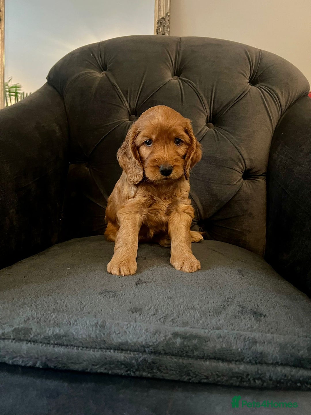 Cockapoo dogs for sale: F2 Cockapoo Puppies Ready for Forever Homes 🐶  - Image 8