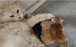 Maine Coon cats for sale: Kittens - Image 6