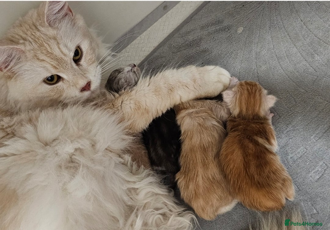 Maine Coon cats for sale: Kittens - Image 6