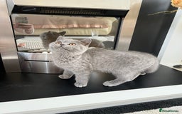 British Shorthair cats for sale: 🐈TOP QUALITY GCCF registered BRITISH SHORTHAIR✨ - Image 7